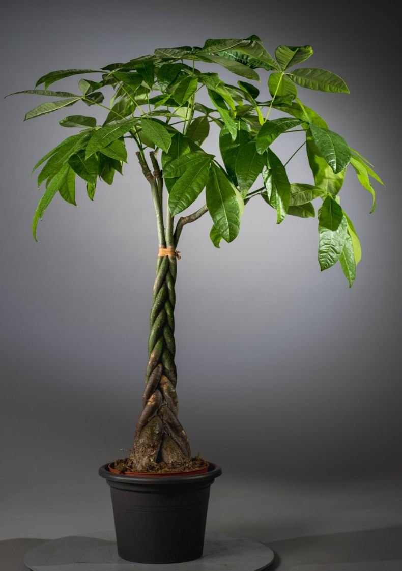 Фикус древовидный