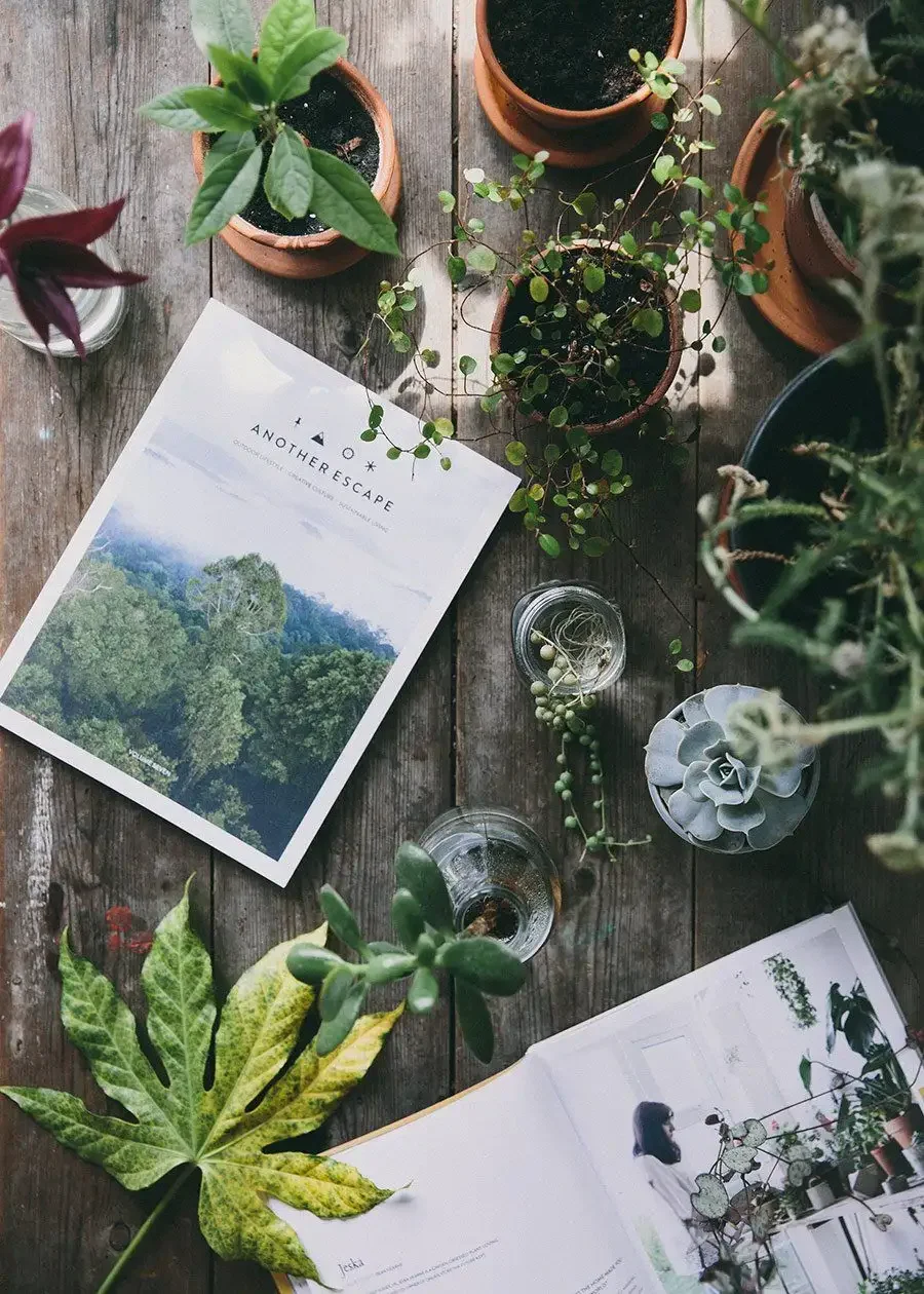 Трава Эстетика