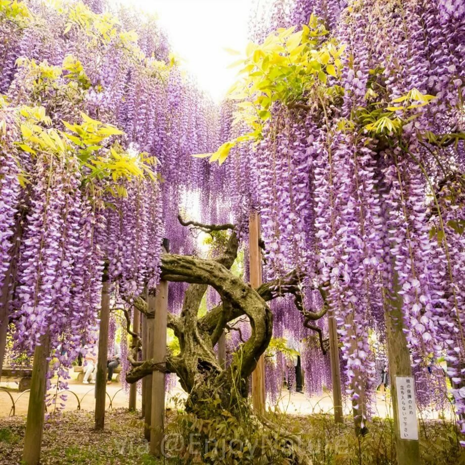 Древовидная Лиана Глициния