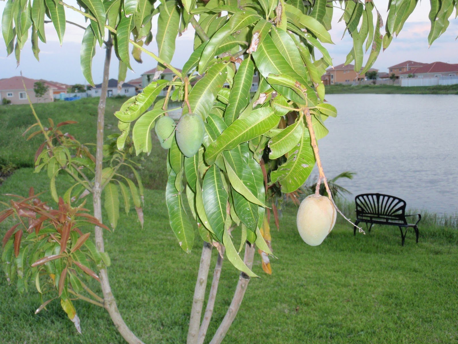 Цветущее дерево манго. Манго дерево. Дерево манго Кент. Плантации манго в Египте. Мангифера дерево.