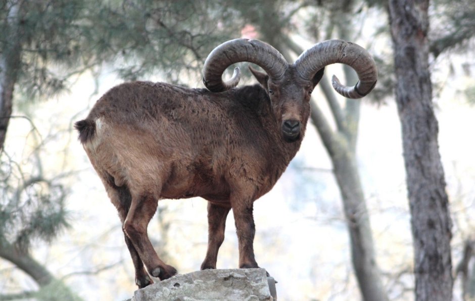 Восточнокавказский козел (Дагестанский тур