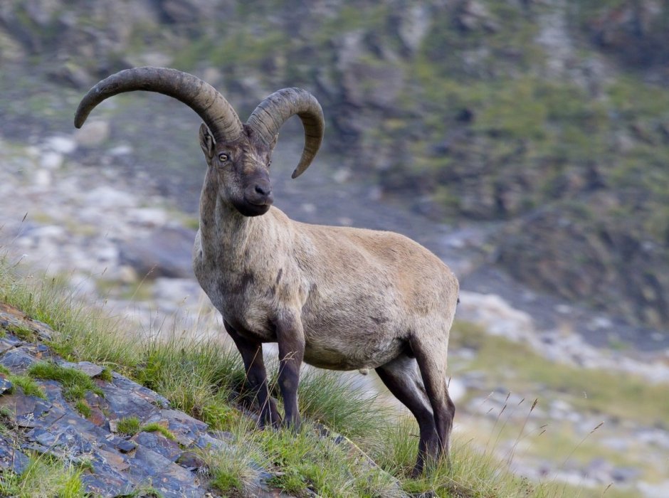 Западнокавказский тур кавказский заповедник