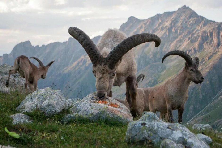 Архар горный Марко поло