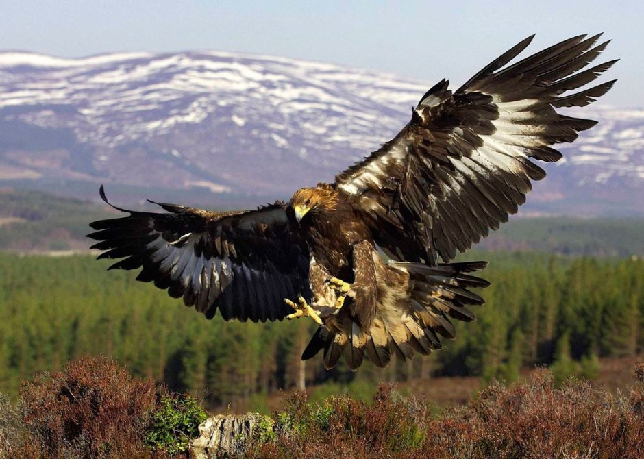 Беркут могильник подорлик