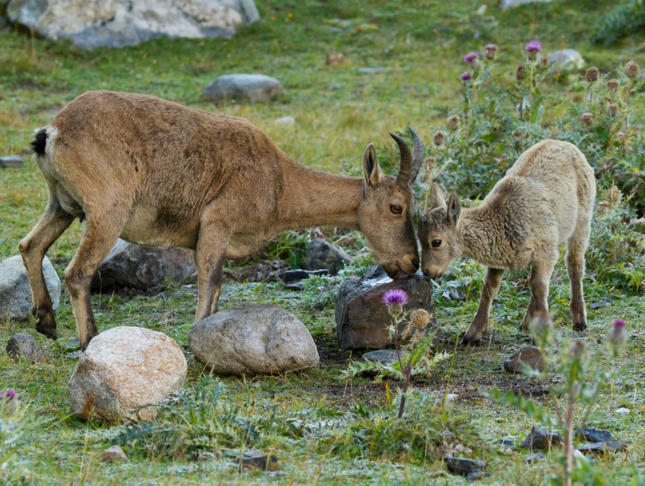 Кабардино-Балкарский высокогорный заповедник Дагестанский тур