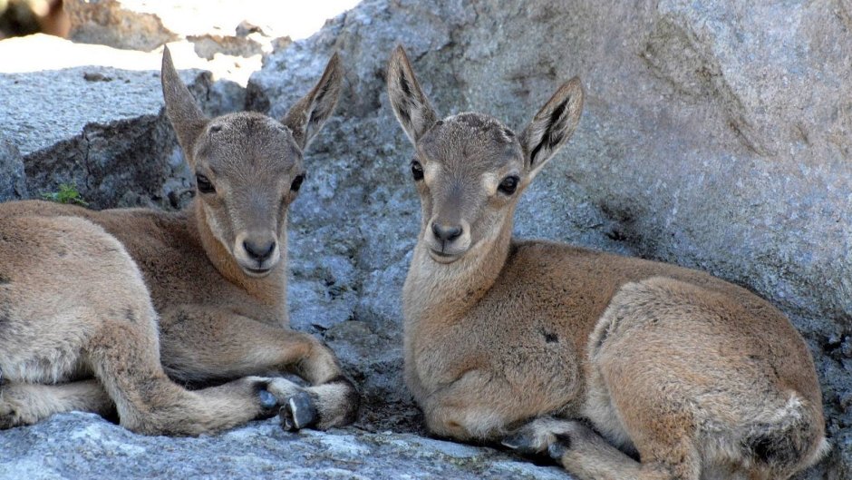 Животный мир Дагестана