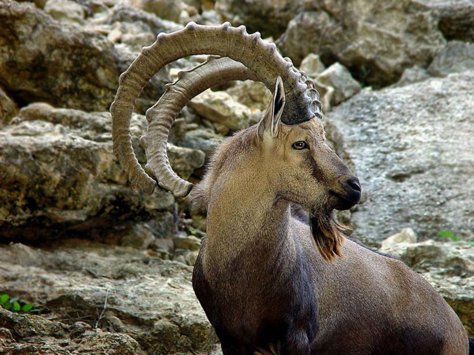 Кавказский безоаровый козёл