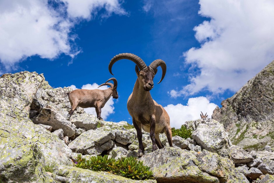 Тебердинский заповедник горный козел