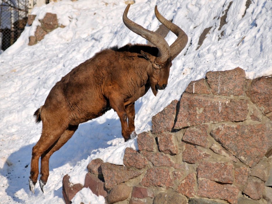 Горный козел Северная Осетия Алания