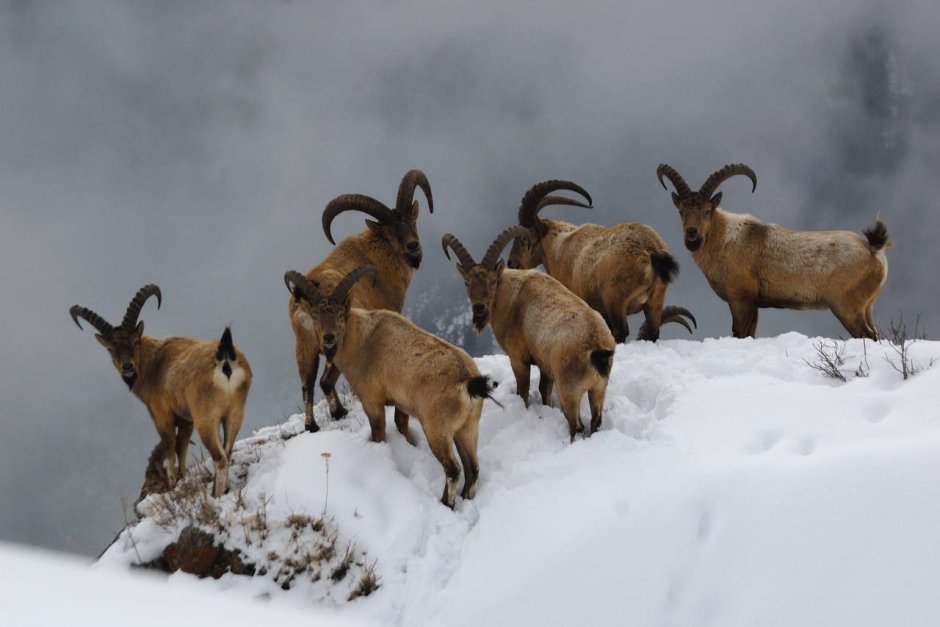 Западнокавказский тур кавказский заповедник