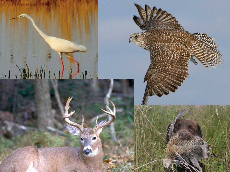 Растения и животные Дагестана