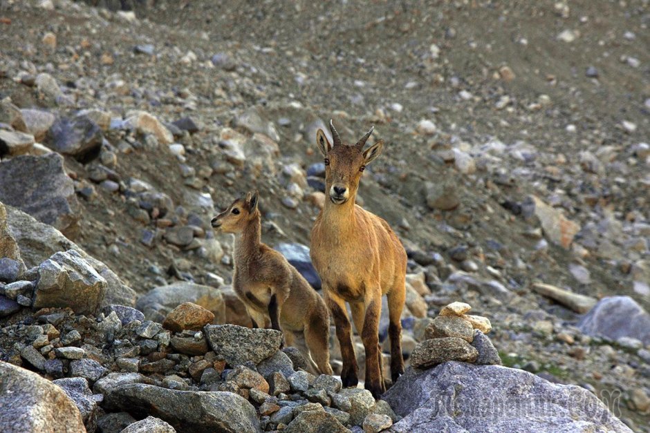 Красная Поляна Серна Горная