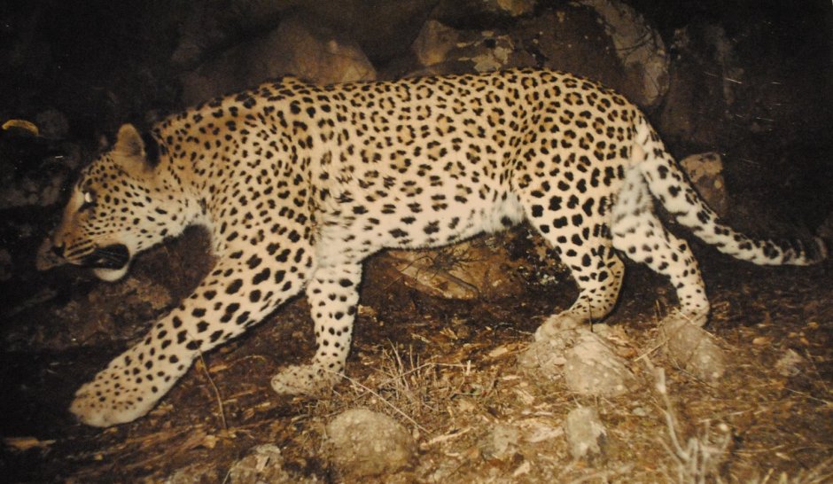 Животные обитающие в Армении