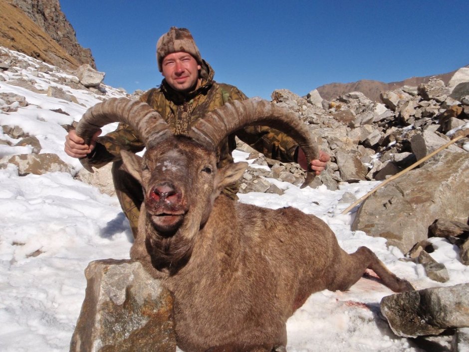 Фауна дагестана