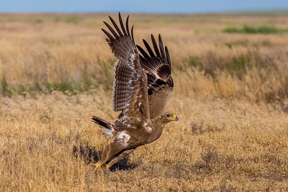Степной сизый Орел