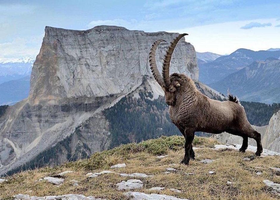 Горный козел Тянь Шаня