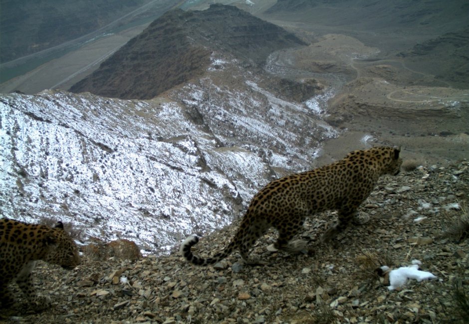 Леопард в Азербайджане