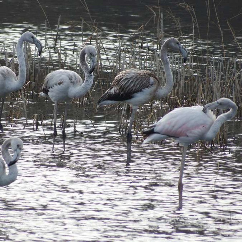 Самурский лес Фламинго