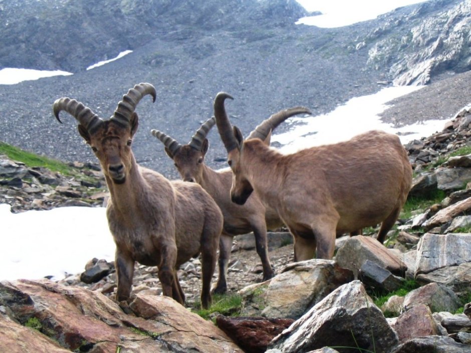 Тебердинский заповедник горный козел