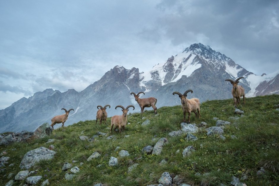 Кабардино-Балкария заповедник