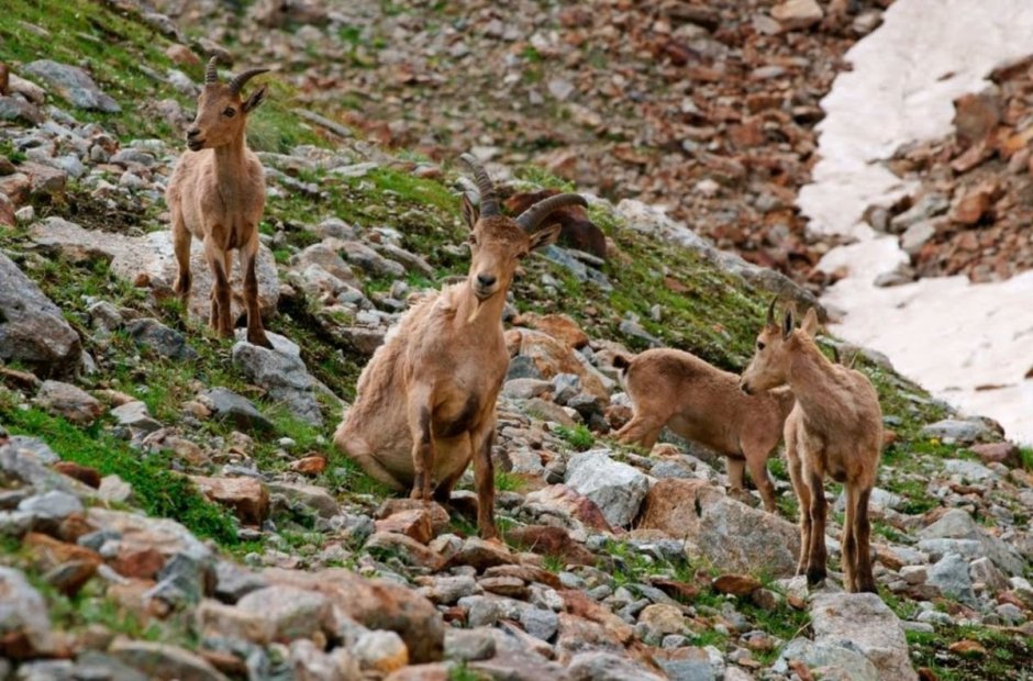 Флора и фауна Северного Кавказа