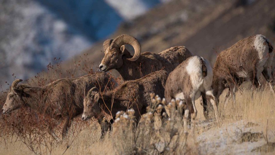 Горный Архар Памир