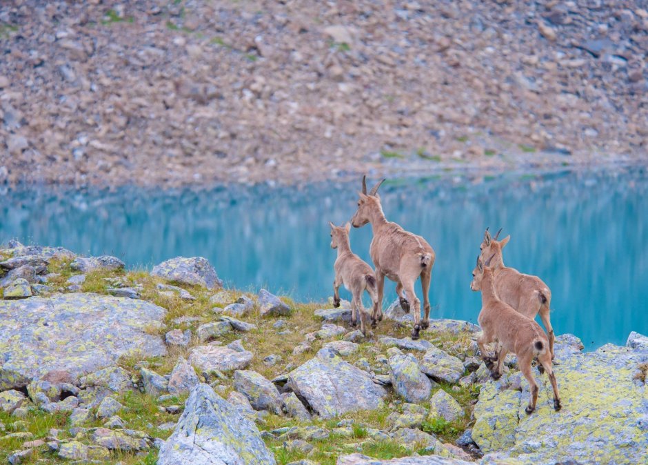 Флора и фауна Северного Кавказа