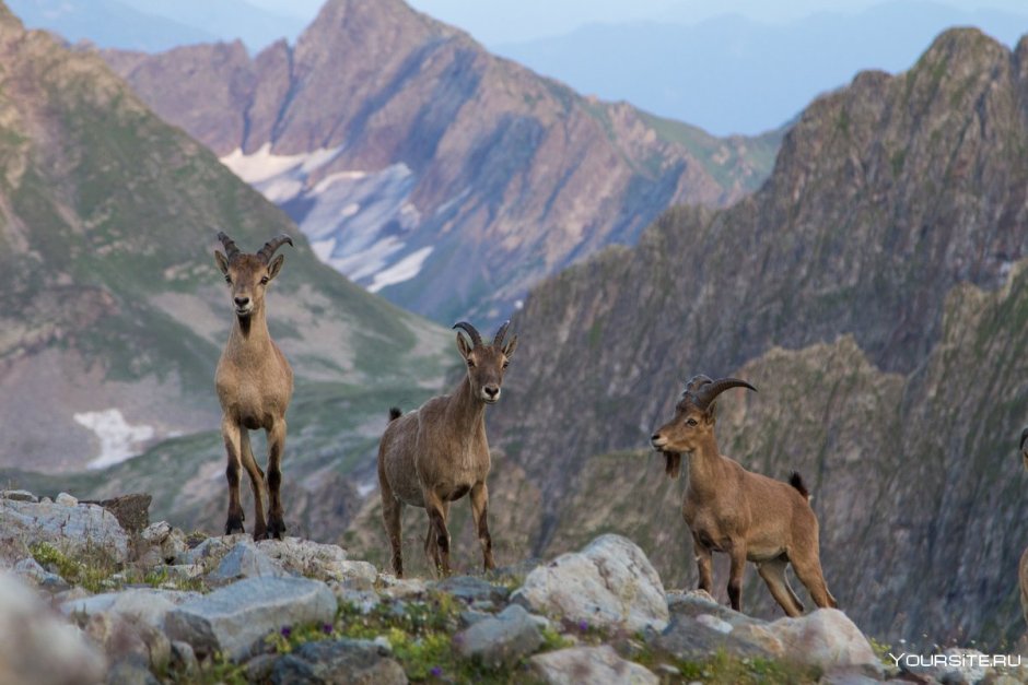 Западный Кавказ ЮНЕСКО