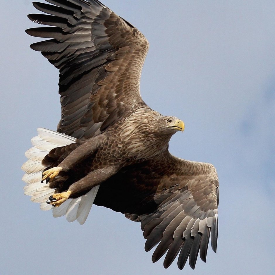 Орлан-белохвост Haliaeetus albicilla