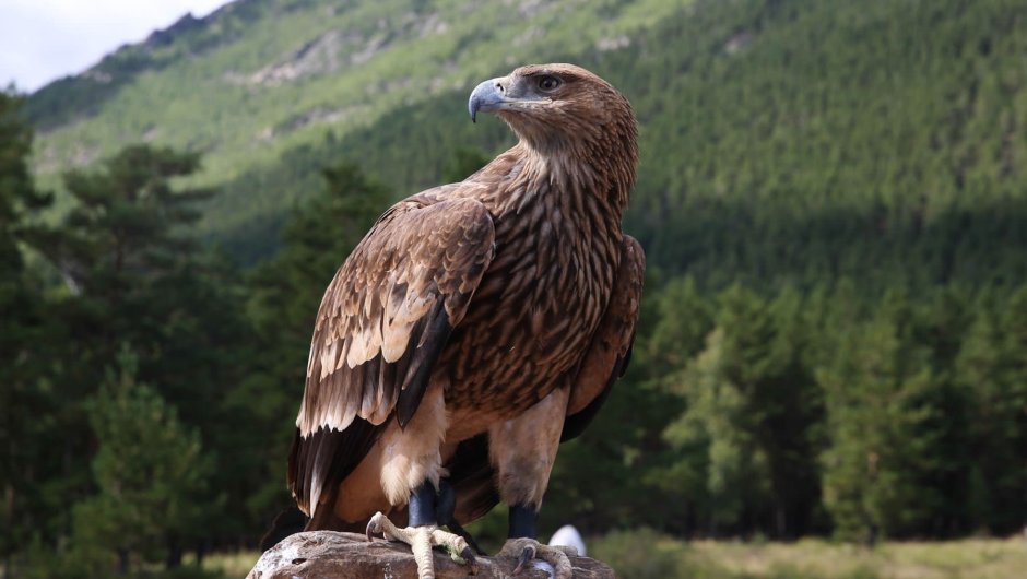 Вишерский заповедник Беркут