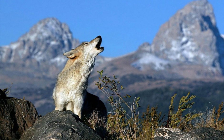 Берингийский волк