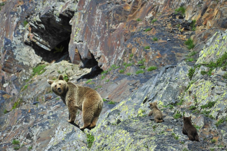 Кавказский заповедник бурый медведь