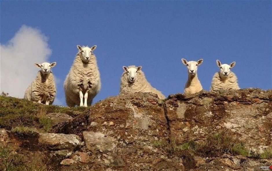 Растительный и животный мир Дагестана