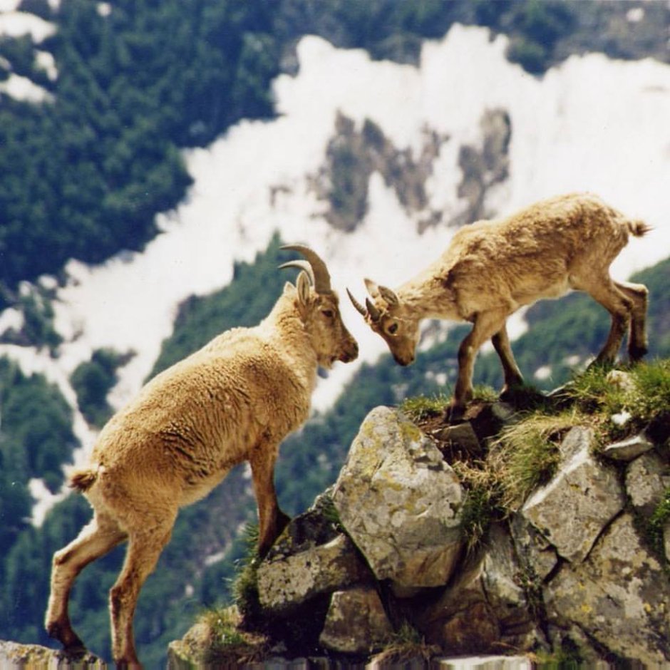 Серна в Кавказском биосферном заповеднике