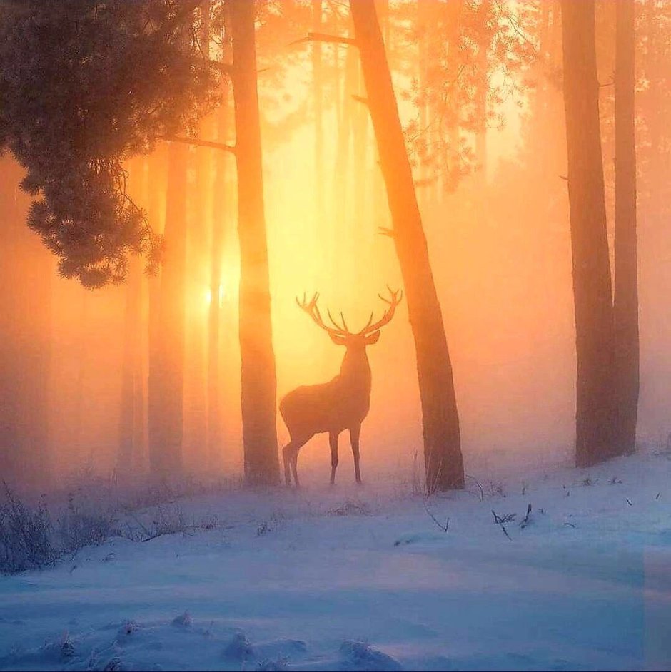 Олень в зимнем лесу