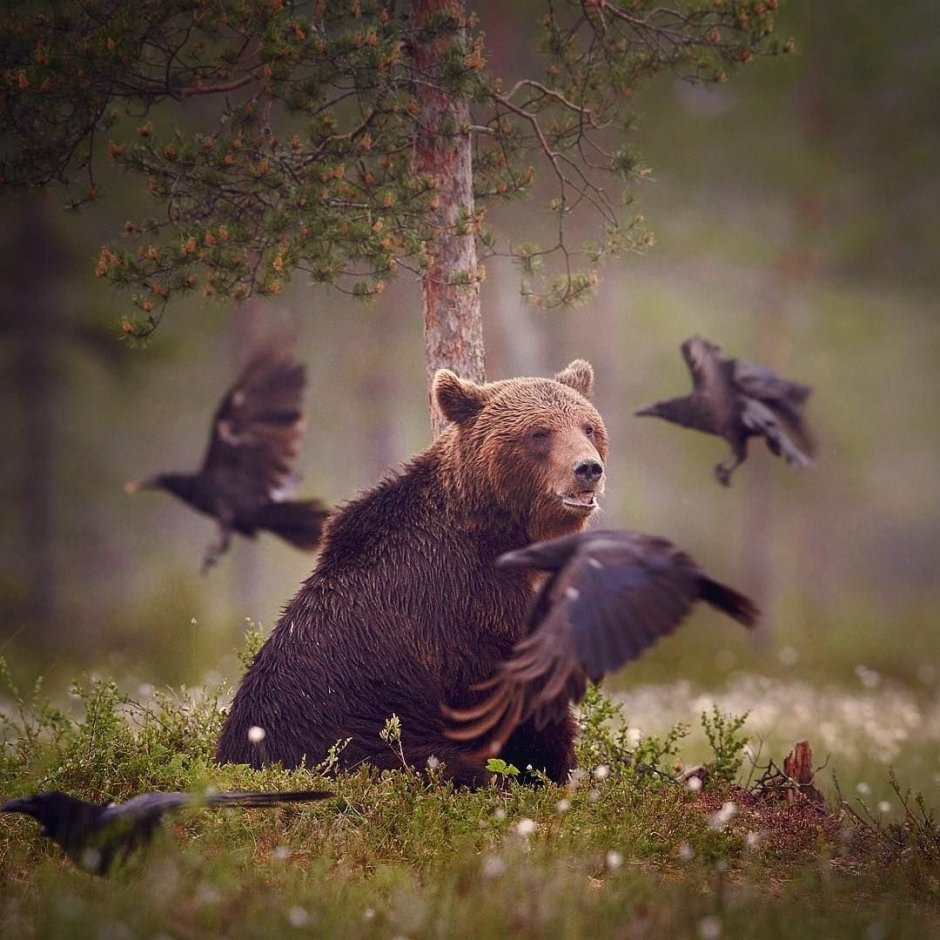 Уютные зимние котики