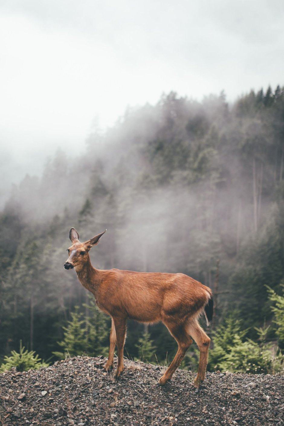 Лето Эстетика