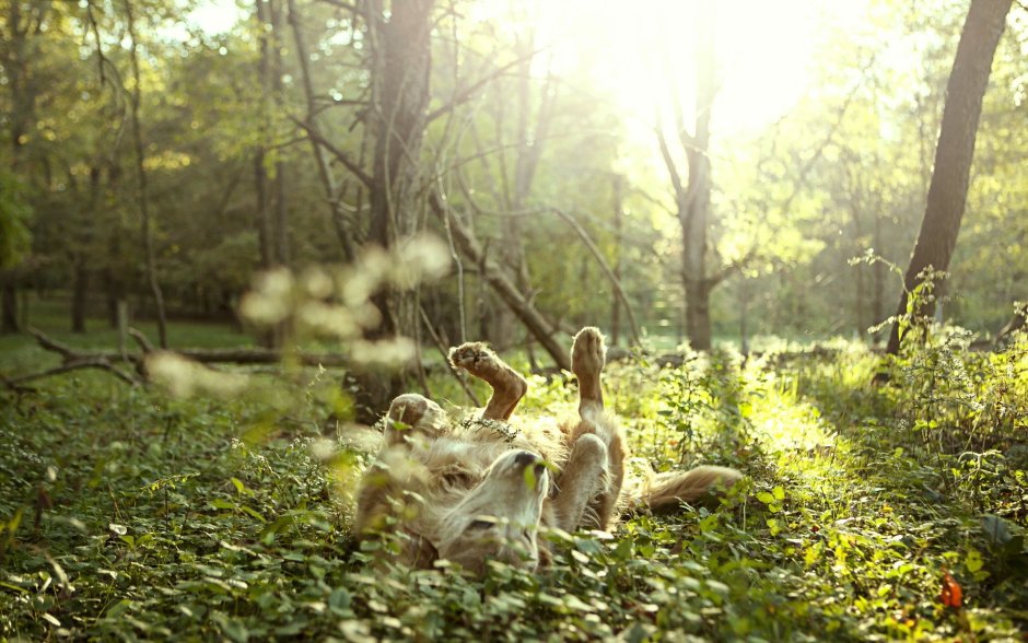 Весеннее утро в лесу