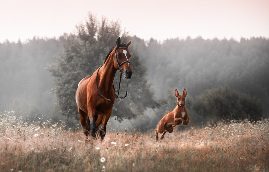 Лошади на природе