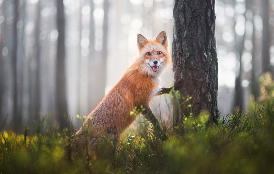 Осень смешно