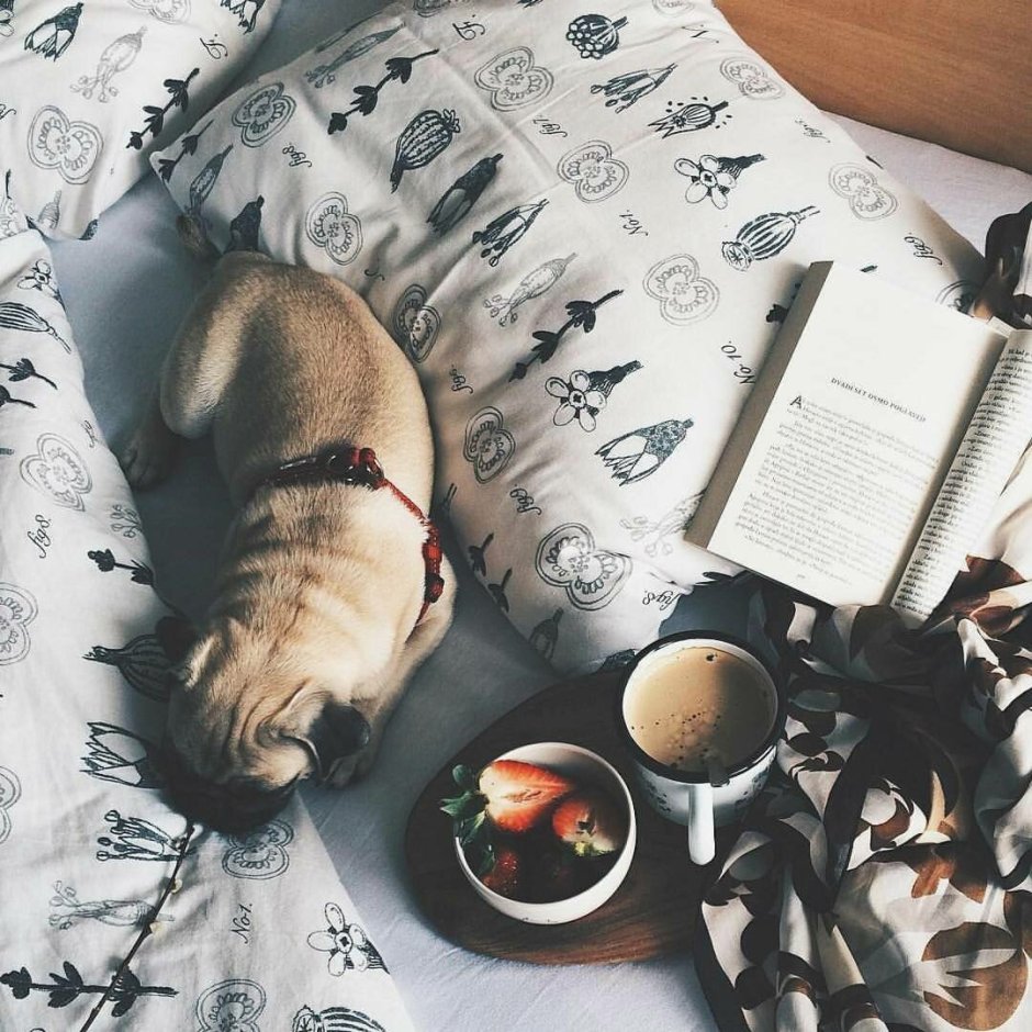 Лисенок Эстетика