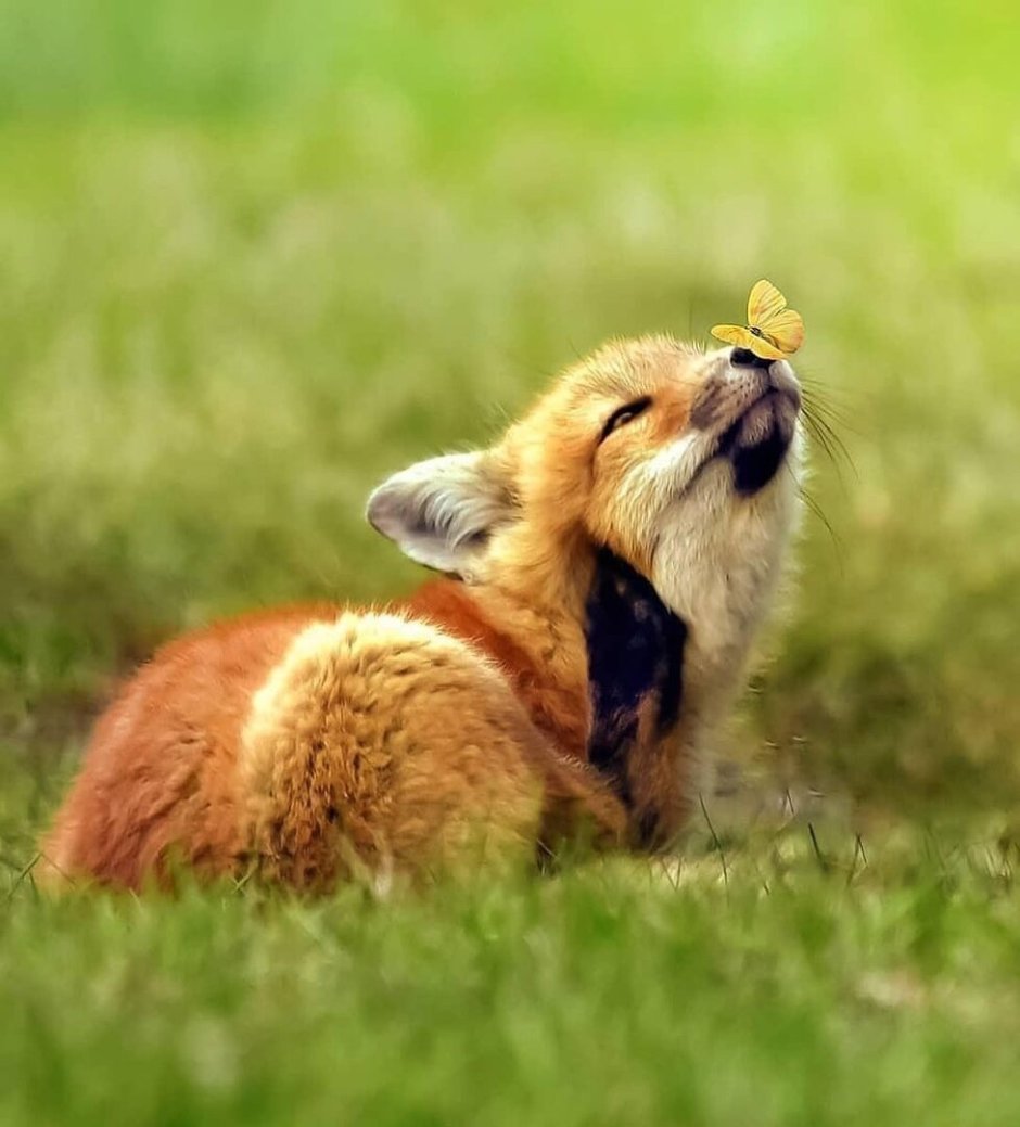 Олень в природе