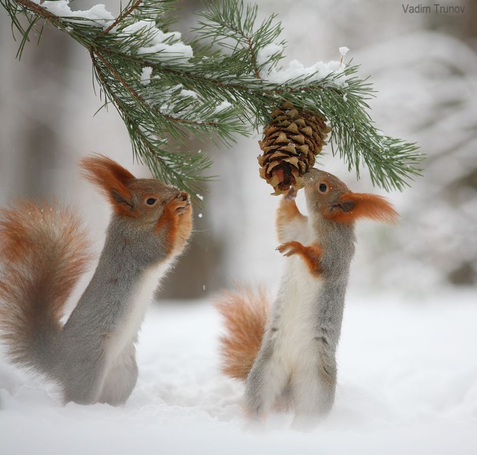 Михайловский лиса