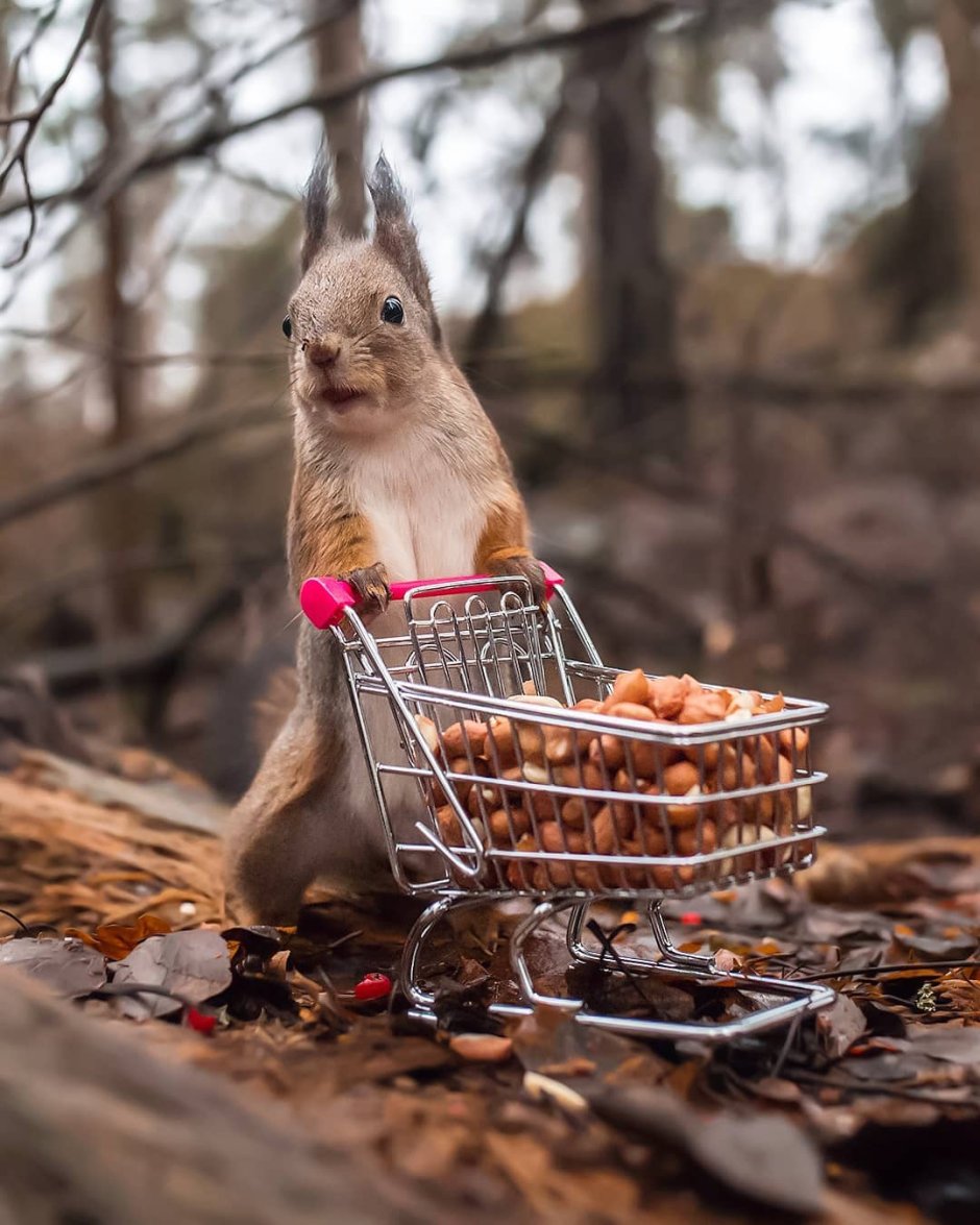 Обои ONEPLUS never settle