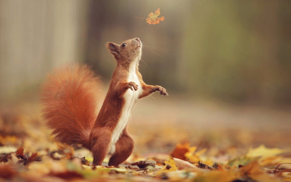 Лиса в снегу