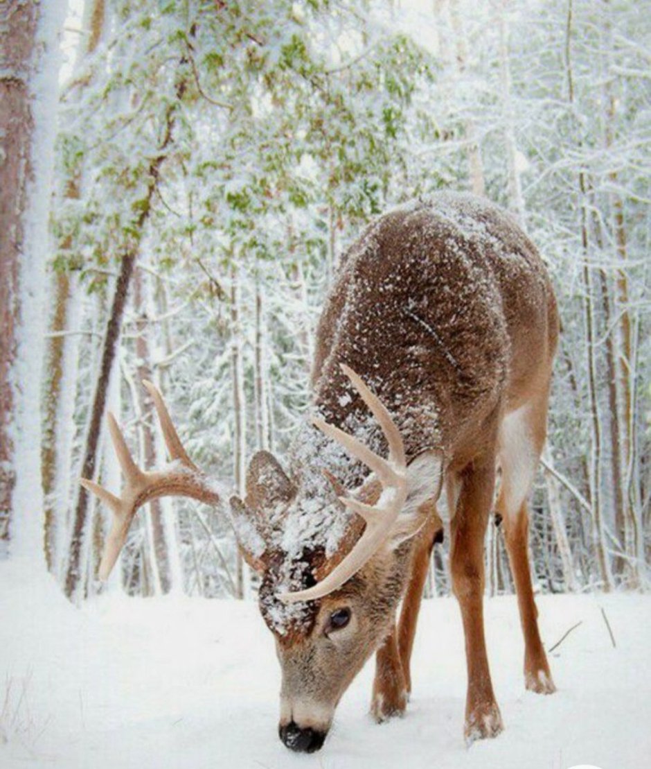 Лисята в лесу