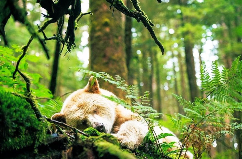 Зимний коллаж