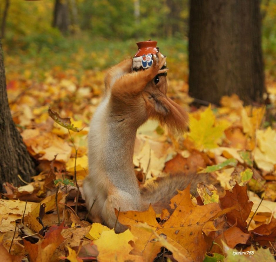 Джунипер Фокс