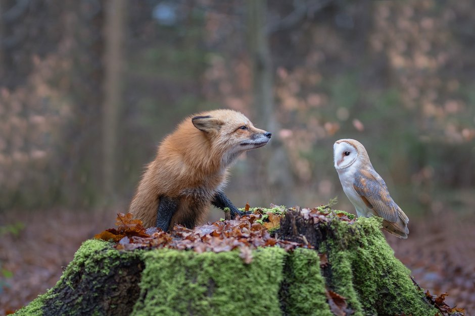 Эстетика собак