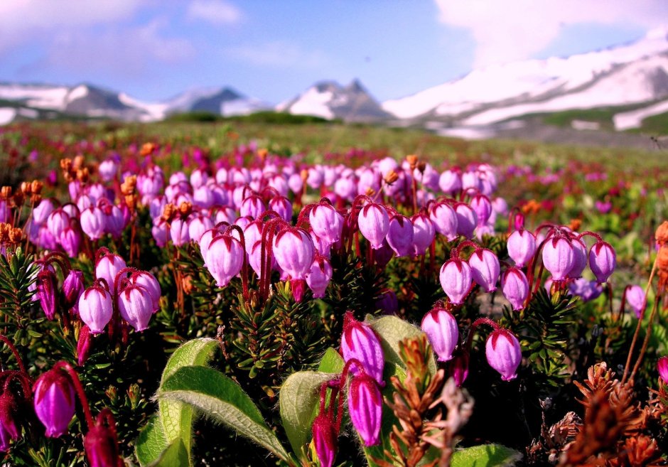 Филлодоце голубая